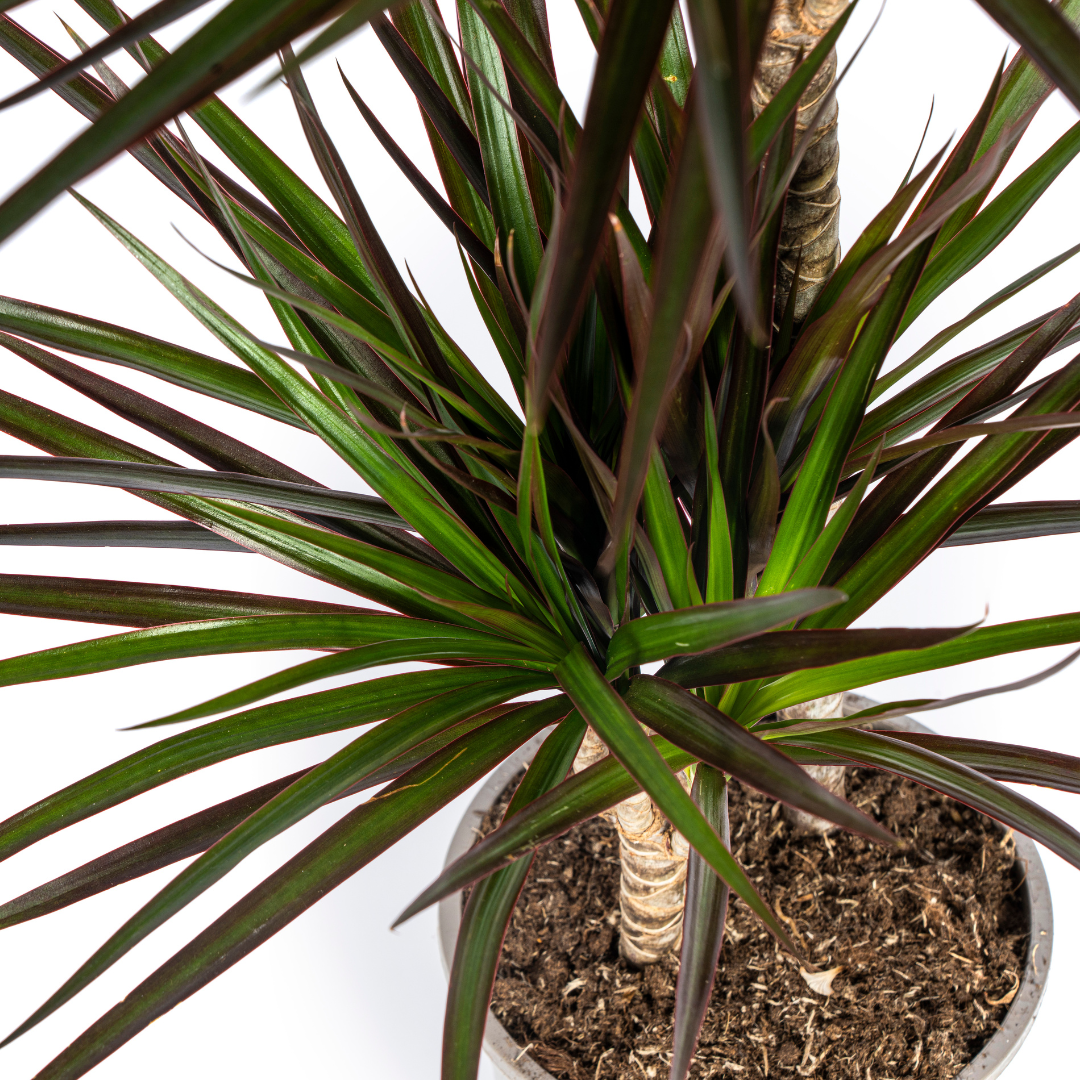 Drachenbaum - Dracaena Marginata Magenta - Zimmerpflanze - Ø19cm - ↕70-90cm