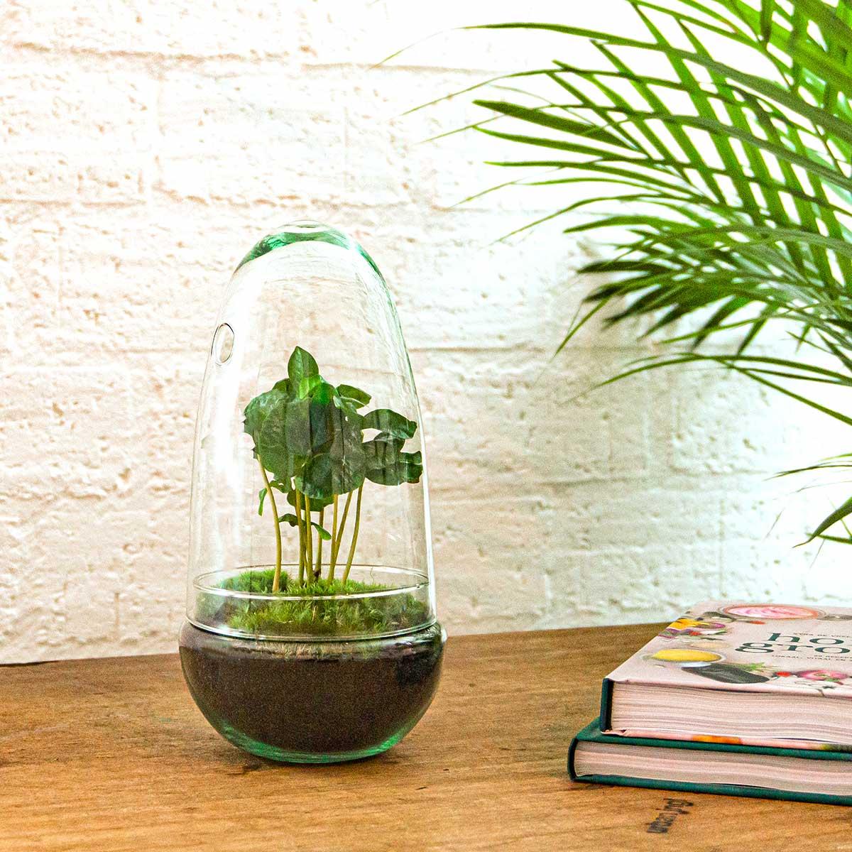 Flaschengarten Egg Coffea Arabica – DIY Pflanzen-Terrarium – Höhe 25 cm – Selbstversorgendes Mini-Ökosystem – Inkl. Moos, Erde & Pflanze – Einfacher Aufbau in 5 Schritten – Für Zuhause & Büro