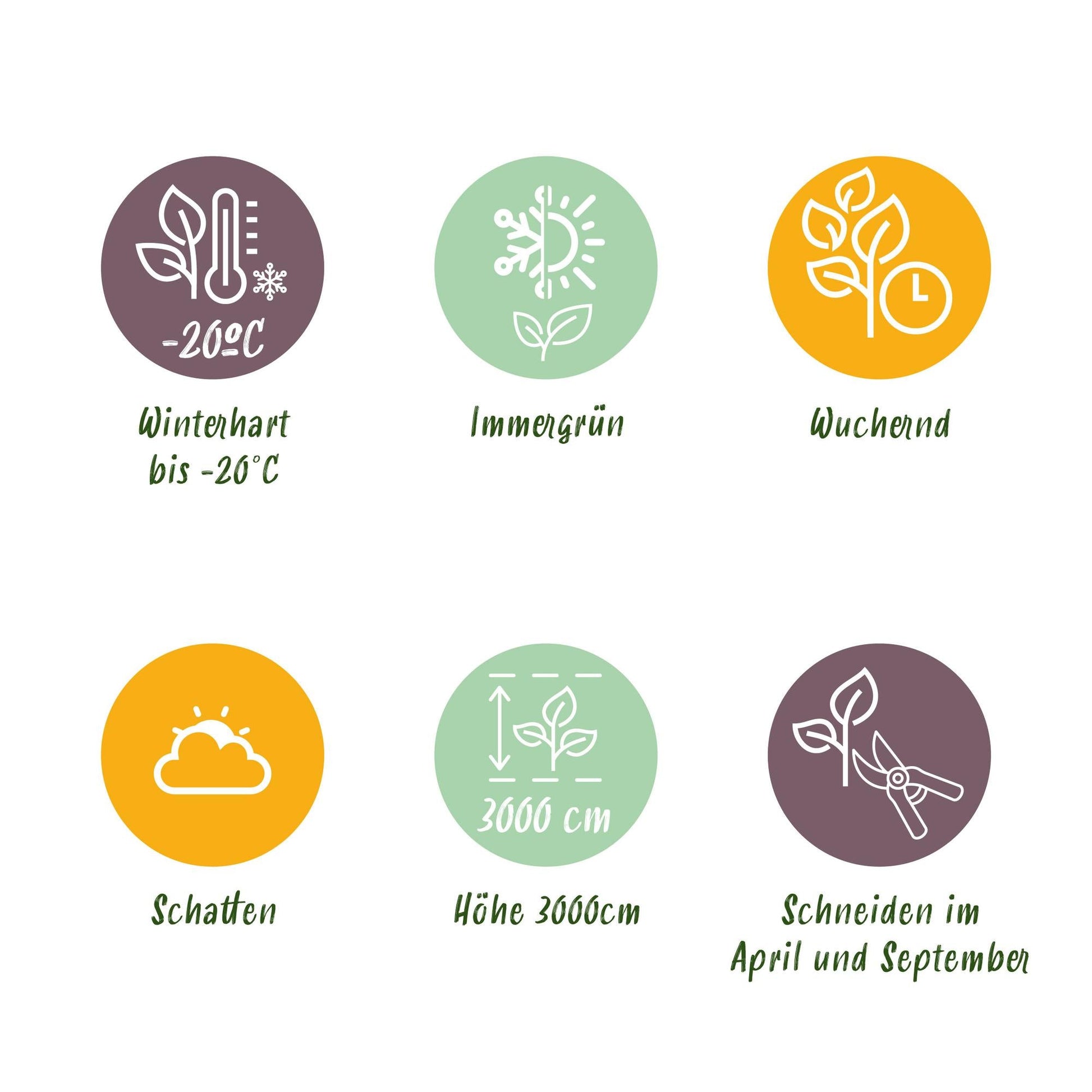 Kletterpflanze Hedera helix 'Glacier' – 2 Pflanzen – Immergrün – Blatt bunt – 11 cm – Höhe 40 cm – Efeu für Innen & Außen – Hängeampeln & Bodendecker