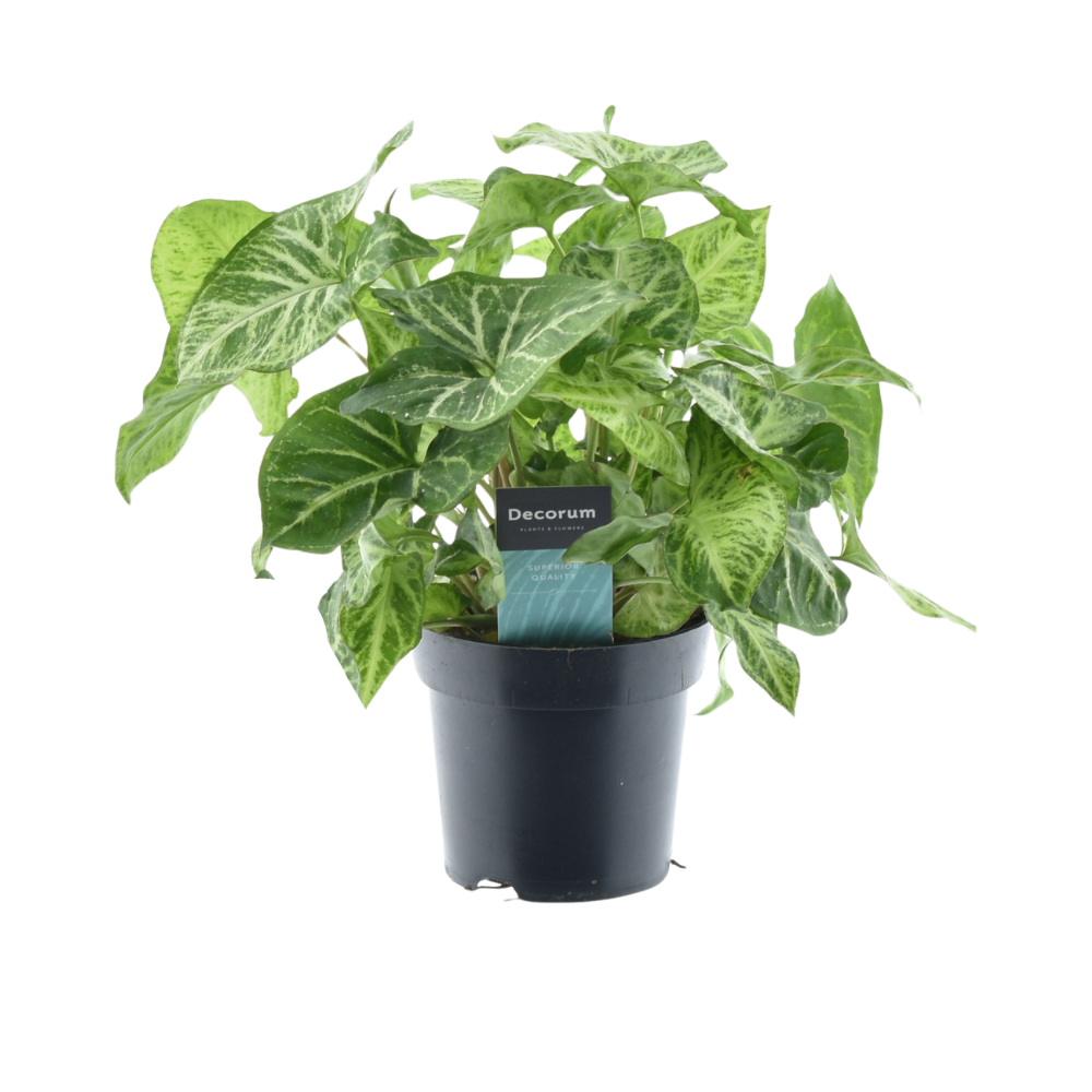 Syngonium Arrow 'Feel Green' – Zimmerpflanze – Ø14cm – ↕25cm – Pfeilblatt mit dekorativen Blättern – Pflegeleicht & luftreinigend – Für Innenräume