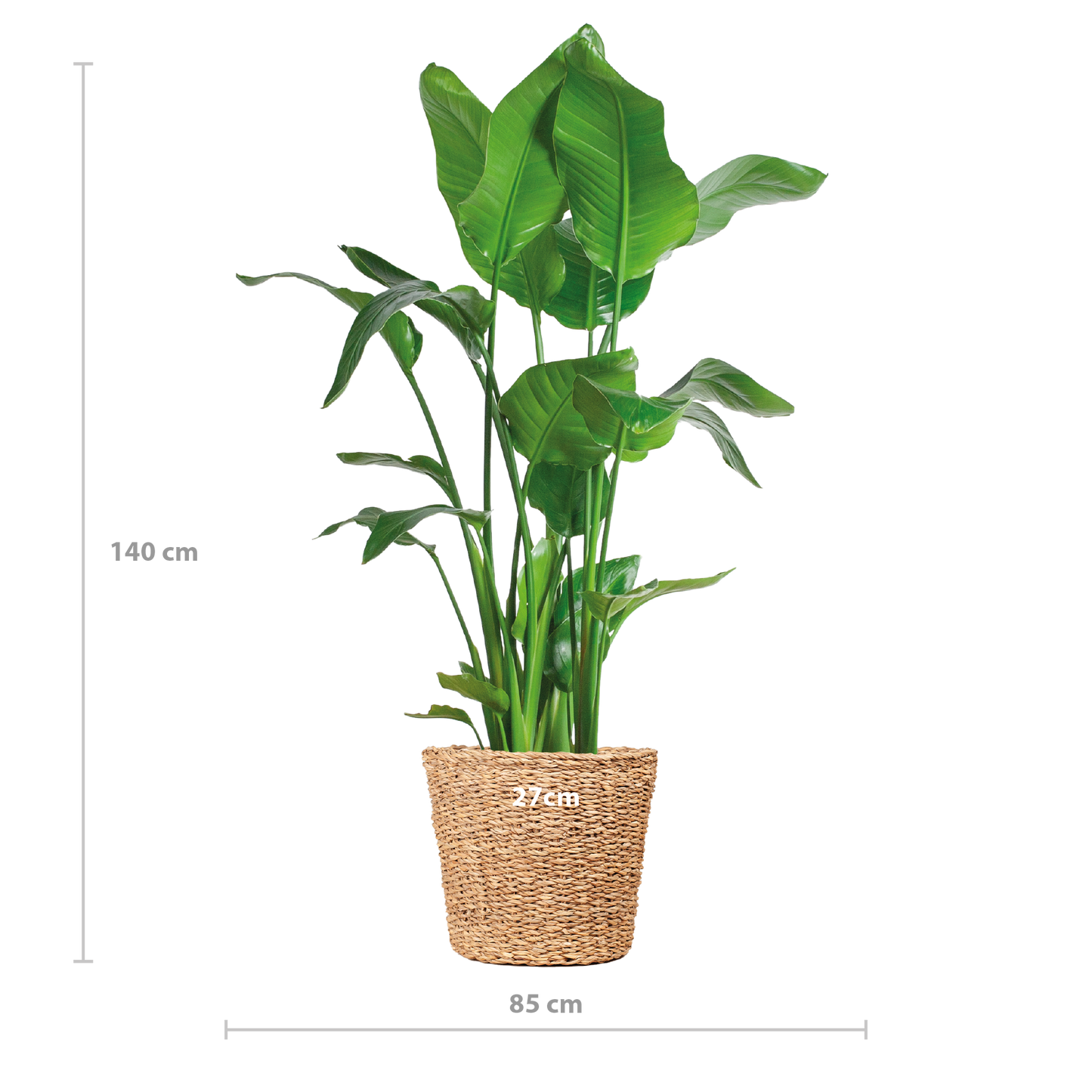 Strelitzia Nicolai XL – Paradiesvogelpflanze – Zimmerpflanze – inkl. Korb Torun – Höhe 140 cm – Ø27 cm – Tropisches Flair für dein Zuhause