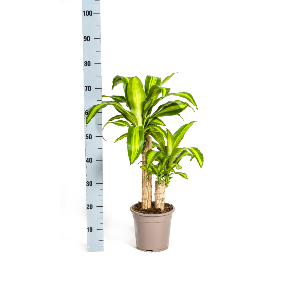 Drachenbaum Dracaena Fragrans Massangeana – Zimmerpflanze – Ø19cm – ↕70-90cm – tropisches Blattwerk – pflegeleicht & robust
