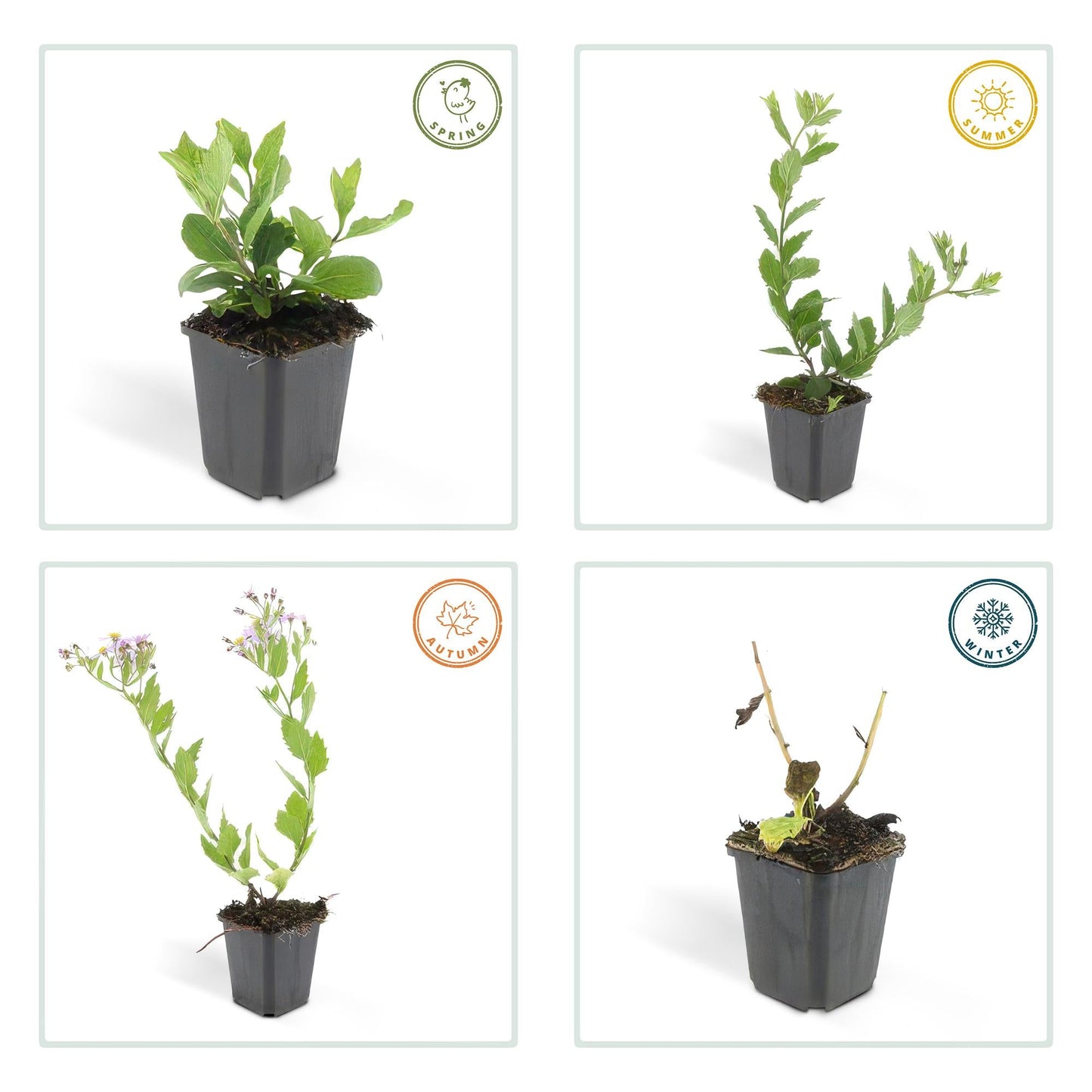 Aster ageratoides 'Asran' – Herbstblüher Staude – 24 Pflanzen – ↕10-25cm – Ø9cm – Hellblaue Blüten – Sonne