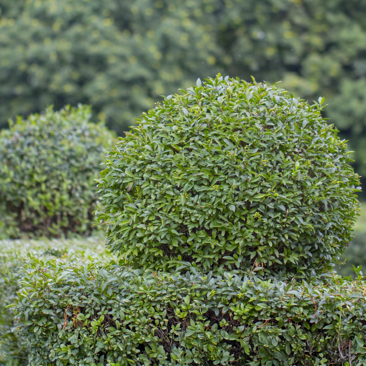 Ovalblättriger Liguster Ligustrum ovalifolium – Immergrün – Heckenpflanze – Blatt Grün – 6 Pflanzen – 1 m laufend – Pflegeleicht – 17cm Höhe 55cm
