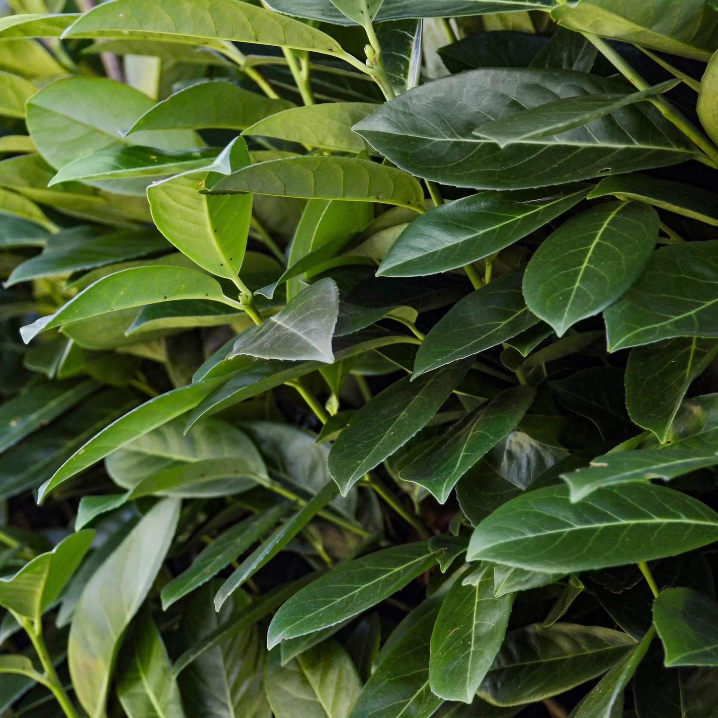 Kirschlorbeer Prunus laurocerasus Novita – Immergrüne Heckenpflanzen – 8 Pflanzen – 1 m – 9 cm Höhe 30–35 cm – Grün – Pflegeleicht