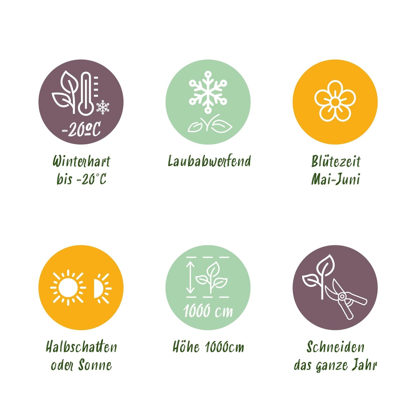 Selbstklimmender Mauerwein Parthenocissus Engelmannii – Kletterpflanze mit grünen & roten Blättern – 2 Pflanzen – 11 cm x H40 cm – Pflegeleicht