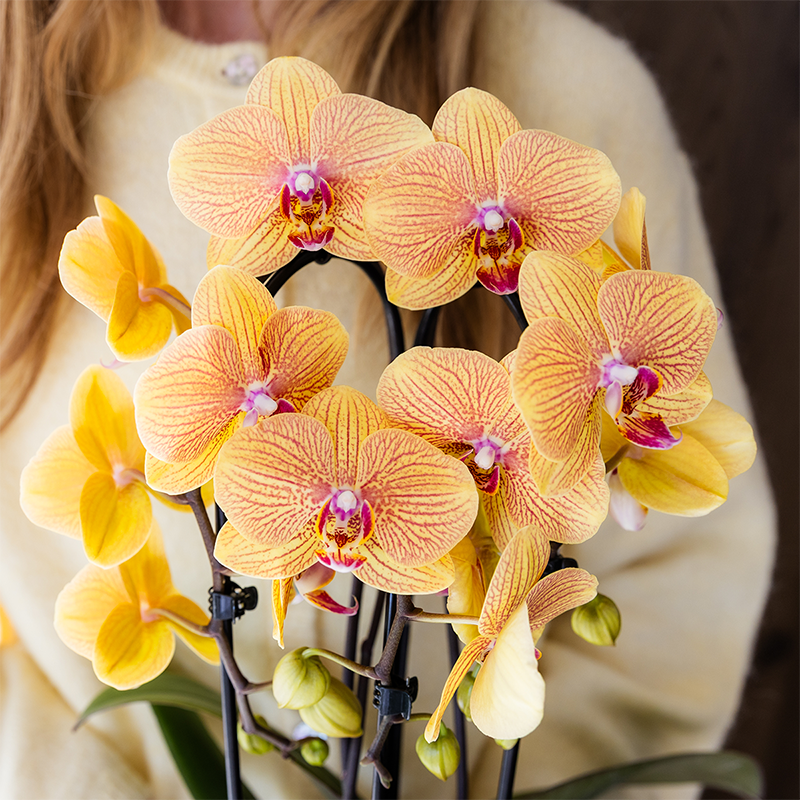 Kolibri Orchids | Orange Phalaenopsis-Orchidee Topfgröße Ø12cm | Sunny Bunny | Blühende Zimmerpflanze – Frisch vom Züchter