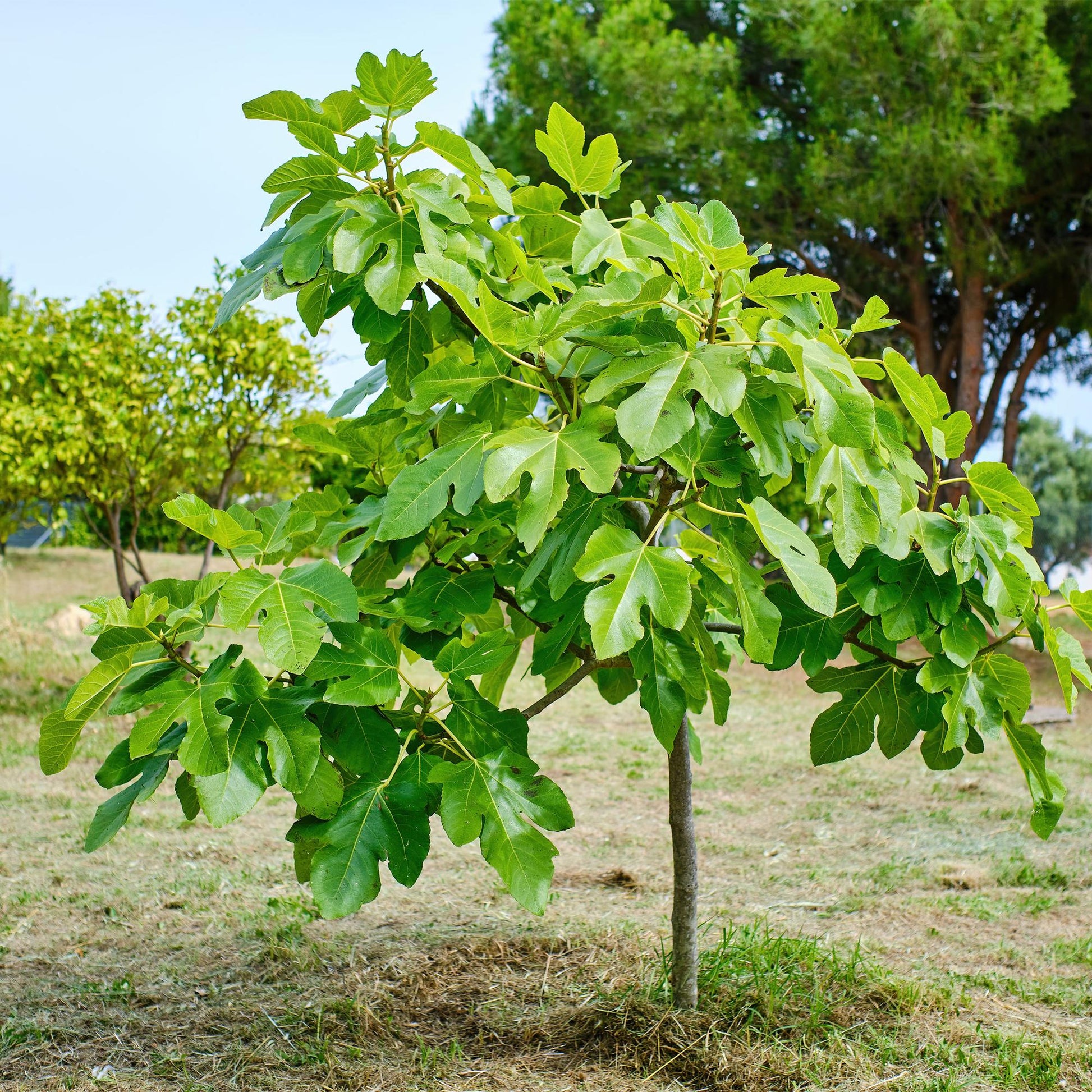 Feigenbaum Ficus carica 'Brown Turkey' – Stamm-Pflanze – Höhe ca. 90 cm – Ø19 cm – Obstpflanze für Terrasse & Garten – Essbare Früchte – Pflegeleicht & robust