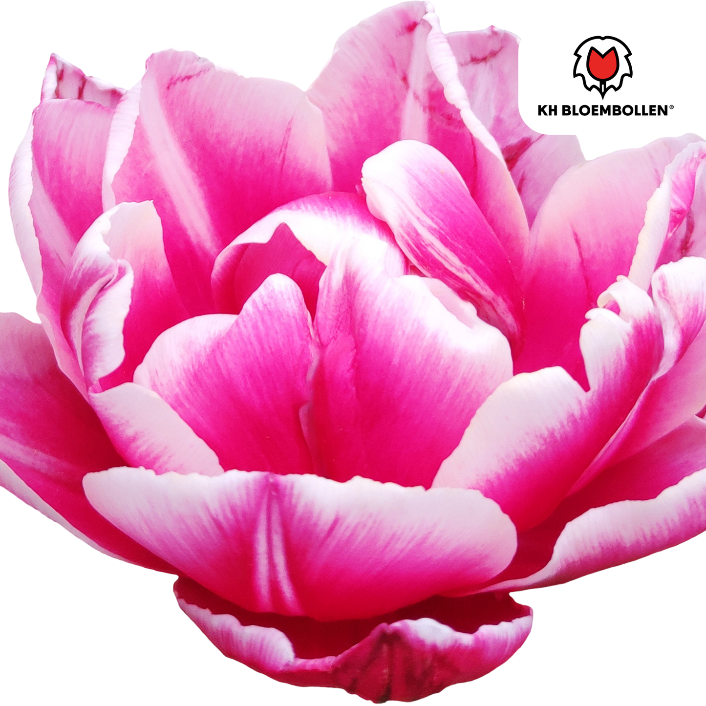 Columbus Tulpenzwiebeln – 20 Blumenzwiebeln – Rosa-weiße Pioentulpen – Gefüllte Blüte – Für Garten, Topf & Vase