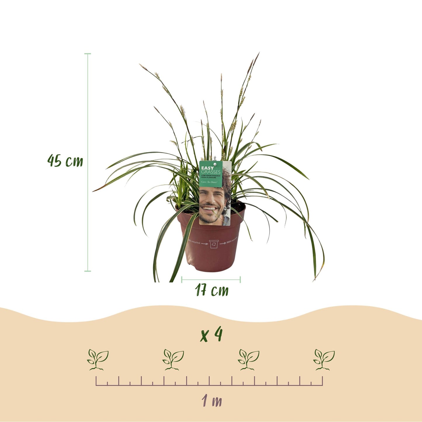 Weißrandige Segge Carex morrowii Ice Dance – Immergrünes Ziergras – Weiß-grüne Blätter – 4 Pflanzen – Pflegeleicht – Winterhart – Ø17 cm – Höhe ca. 50 cm
