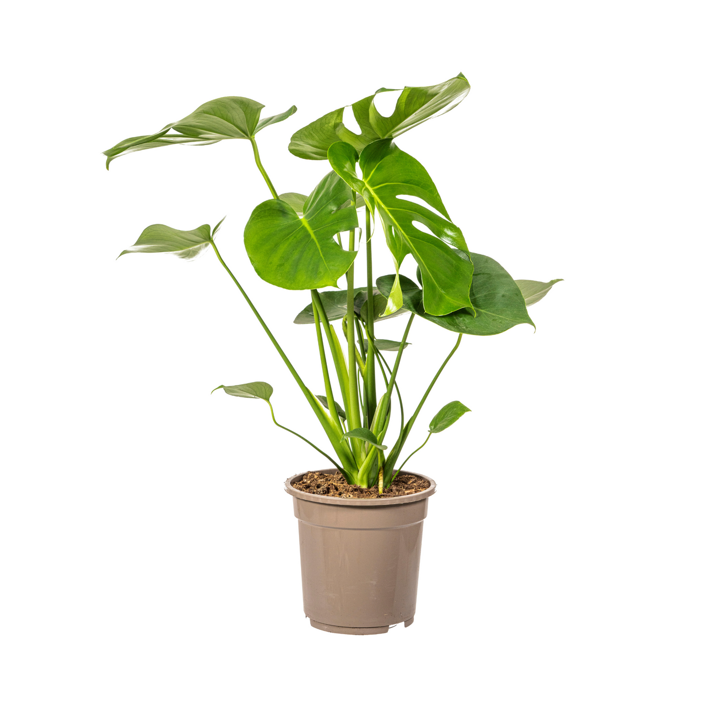 Fensterblatt Monstera Deliciosa Tauerii – Ø19 cm – ca. 70–90 cm hoch – Zimmerpflanze mit großen, herzförmigen Blättern – Für Wohnzimmer & Büro