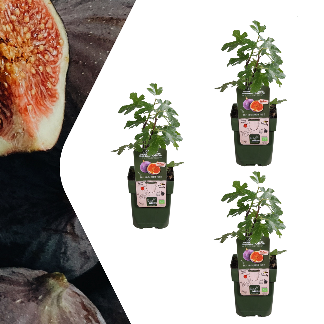 Bio Feigenbaum – Ficus carica – Ø13 cm x H20 cm – 3 Pflanzen – Selbst Früchte ziehen – Mediterranes Gartenhighlight – Frostbeständig & Pflegeleicht