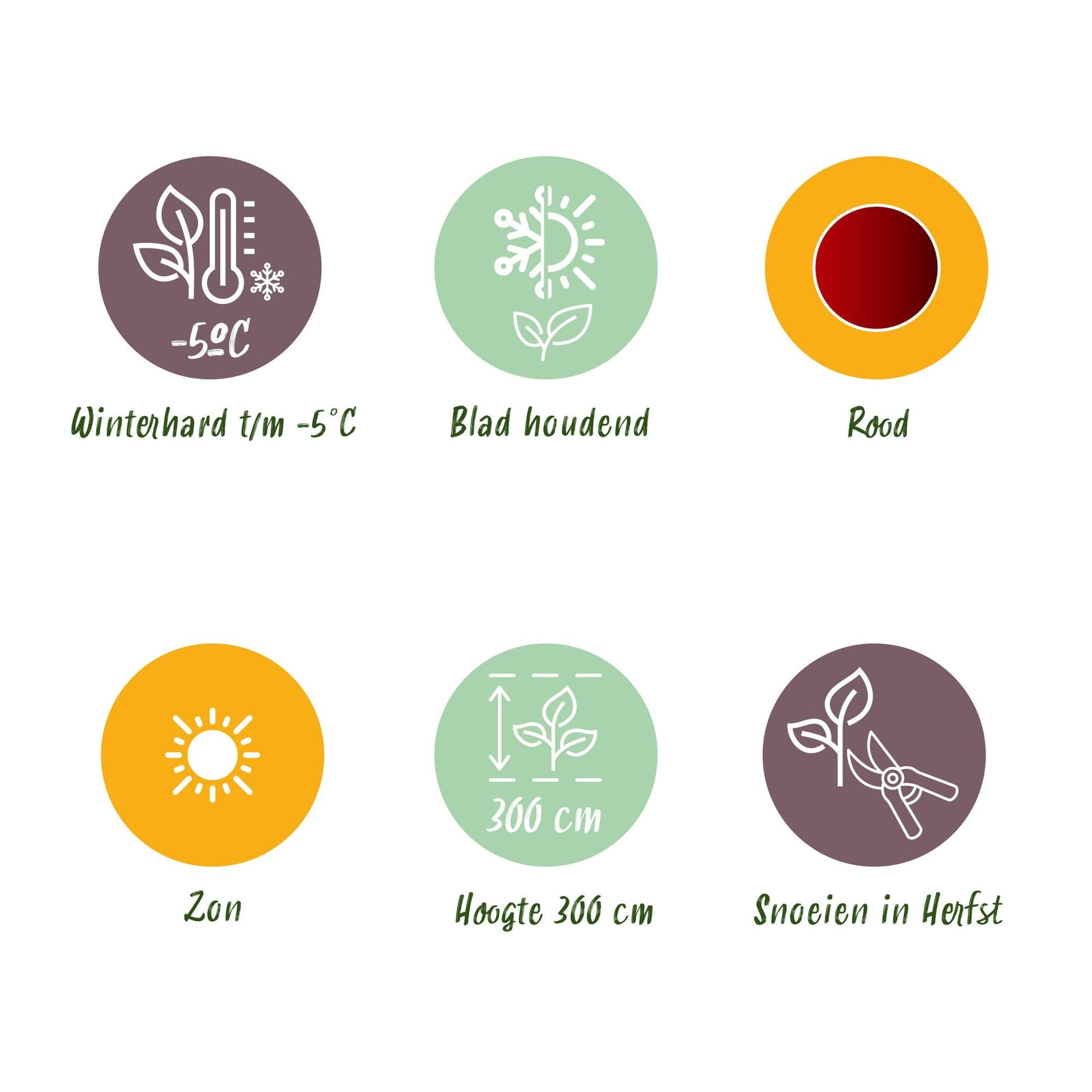 Bananenpflanze Ensete ventricosum Maurelli – 6 Pflanzen – Winterhart – Tropische Gartenbanane – Topf Ø12 cm, Höhe ca. 30 cm – Für Beet & Terrasse