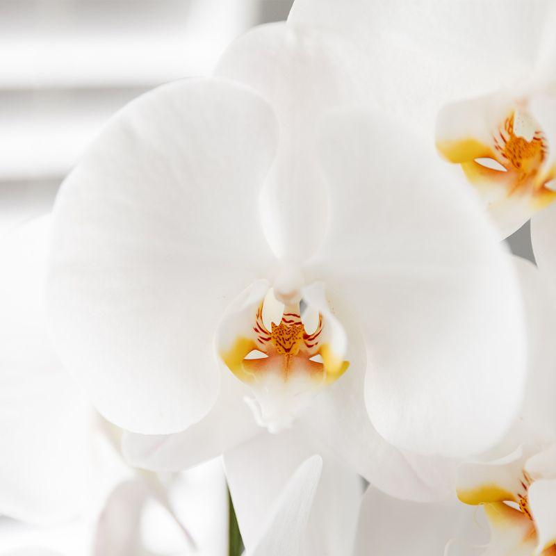 Kolibri Orchids | Weißes Orchideenset in Como-Schale inkl. Wasserreservoir | Drei Weiße Niagara Falls-Orchideen 12cm | Mono-Bouquet Weiß mit Selbstbewässerungssystem