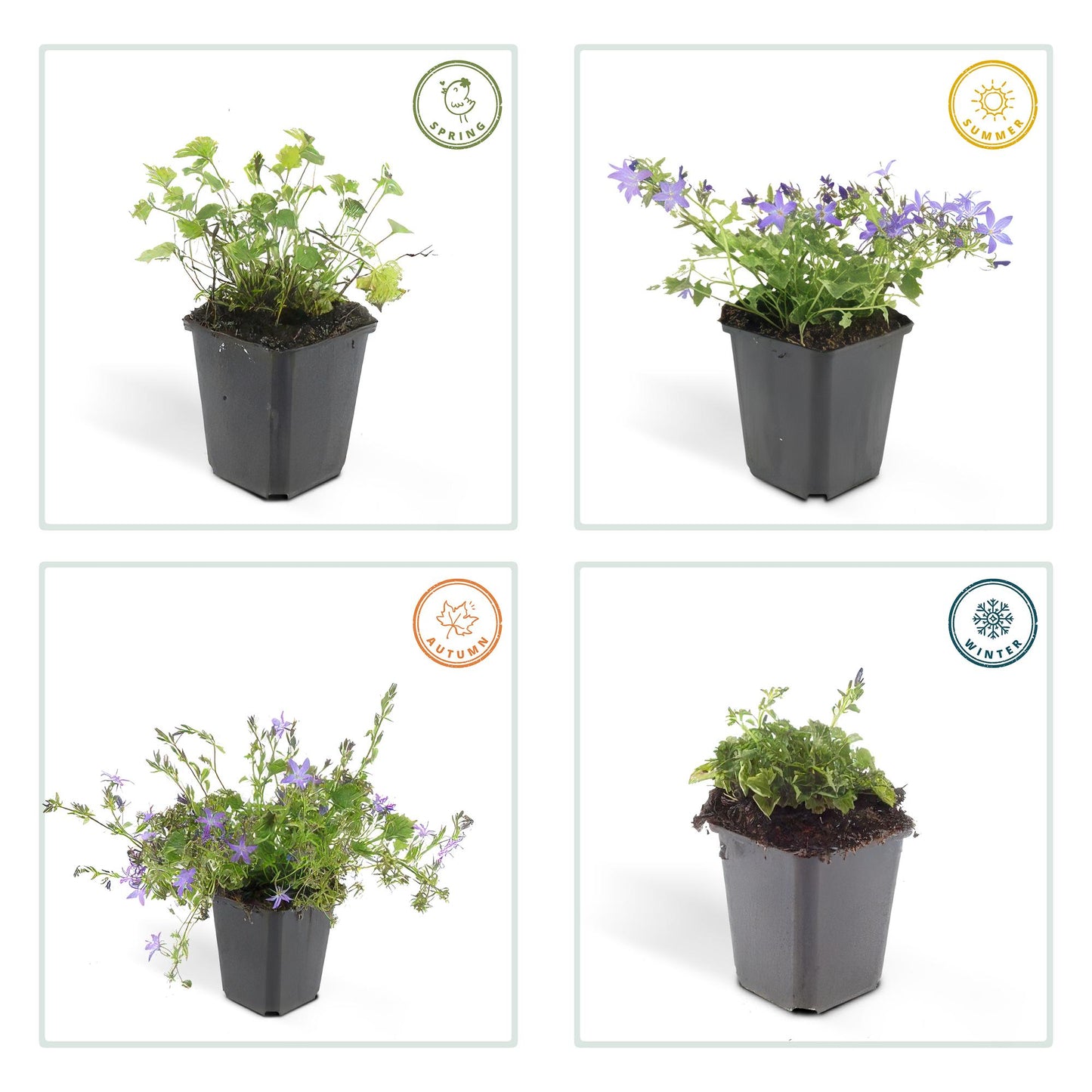 Campanula poscharskyana 'Stella' – 48 Pflanzen – ↕10-25cm – Ø9cm – Blau blühender Bodendecker – Winterhart & pflegeleicht