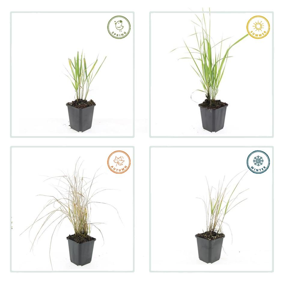 Calamagrostis acutiflora ‘Karl Foerster’ – 48 Pflanzen – ↕10-25cm – Ø9cm – Winterhartes Ziergras – Aufrechter Wuchs – Pflegeleicht – Für Beete & Rabatten