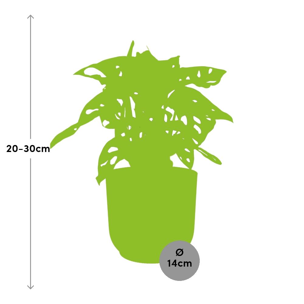 Fensterblatt – Monstera ‘Monkey Leaf’ im Topf Vibes Fold 14cm – Zimmerpflanze im Dekotopf Rose – Pflegeleicht & luftreinigend – Tropisches Flair für Wohnräume