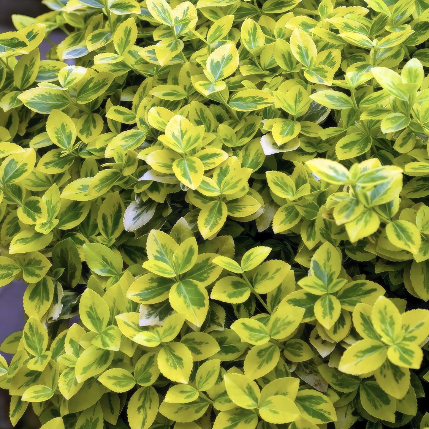 Euonymus fortunei 'Emerald 'n Gold' – Immergrüner Strauch mit gelb-grünem Laub – 24 Pflanzen – ↕10–25cm – Ø9cm – Kompakt & pflegeleicht – Für Hecken, Beete & Solitärpflanze