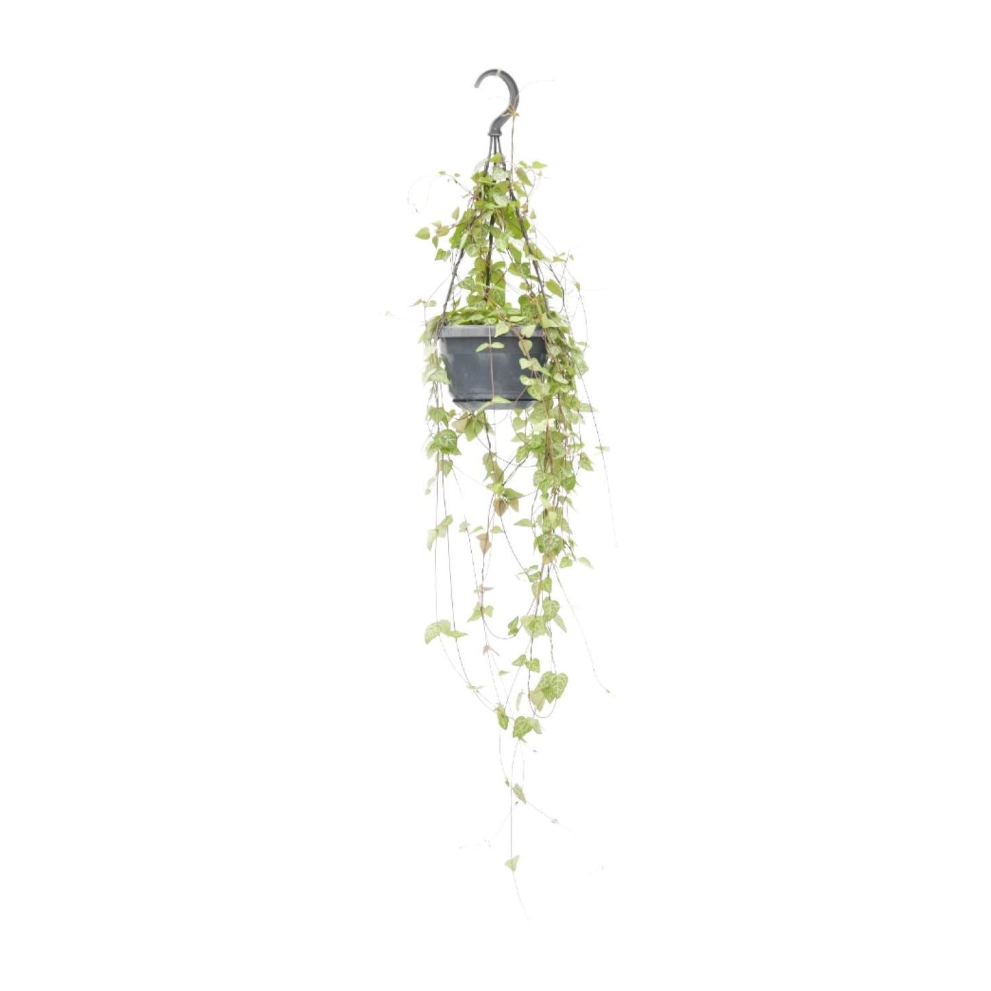 Leuchterblume – Ceropegia linearis 'Iris' – Zimmerpflanze – Ø14cm – ↕38cm – Hängende Sukkulente mit herzförmigen Blättern – Pflegeleicht & dekorativ