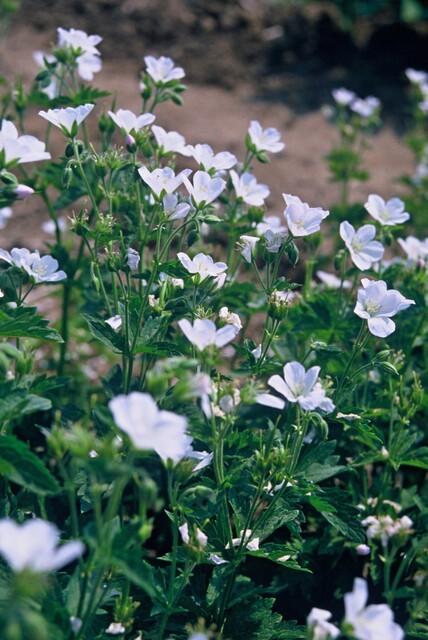 Schnee-Storchschnabel Geranium sanguineum 'Album' – ↕10-25cm – Ø9cm – 20 Pflanzen – Weiße winterharte Staude & Bodendecker