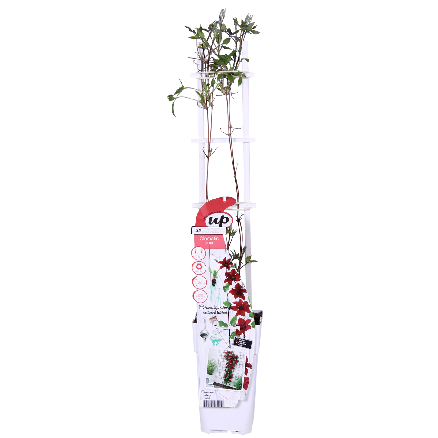 Waldrebe - Clematis Nubia - Clematis Evison Rot - Ø15cm - ↕65cm