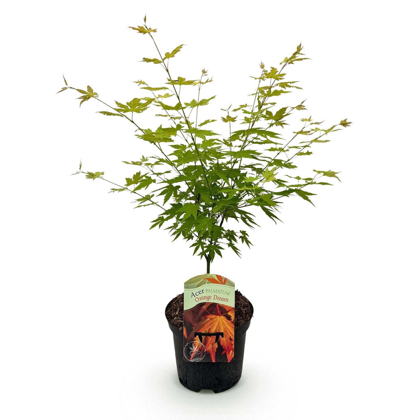 Japanischer Ahorn – Acer palmatum Orange Dream – ca. 70 cm hoch – Orange-Gelb – im 19 cm Topf – Balkon- & Gartenpflanze – Zierbaum mit Farbwechsel