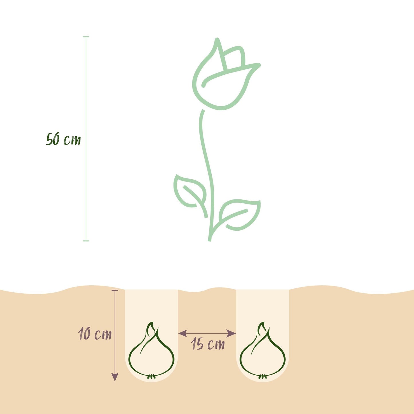 GreenboutiQ - Blumenzwiebeln - Tulp Sylvestris - Farbe Gelb - 20 Stück - Zwiebelgröße 5/6 - XXL Pack