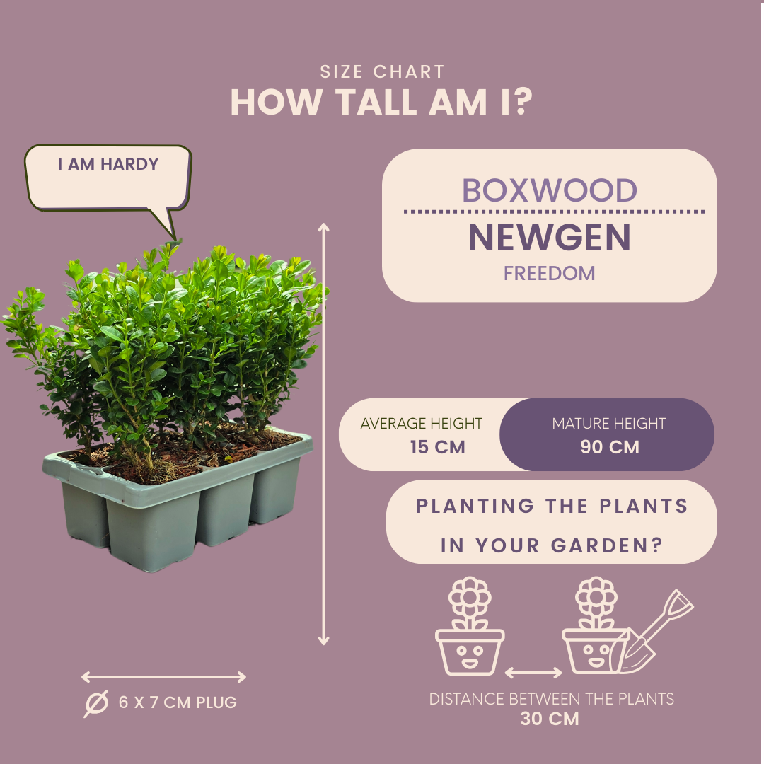 Buchsbaum – Buxus NewGen Freedom – 24 Pflanzen – Ø7 cm Topf – ca. 15 cm hoch – winterhart & pilzresistent – ideal für Hecken & Formschnitt
