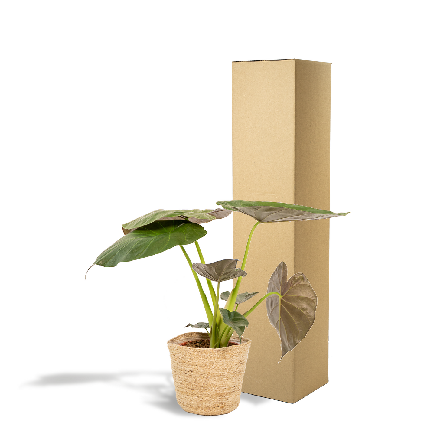 Pfeilblatt - Alocasia Wentii Elefantenohr - Zimmerpflanze im Korb Selin - Ø19cm - Höhe ca. 65cm - Luftreinigende Tropenpflanze