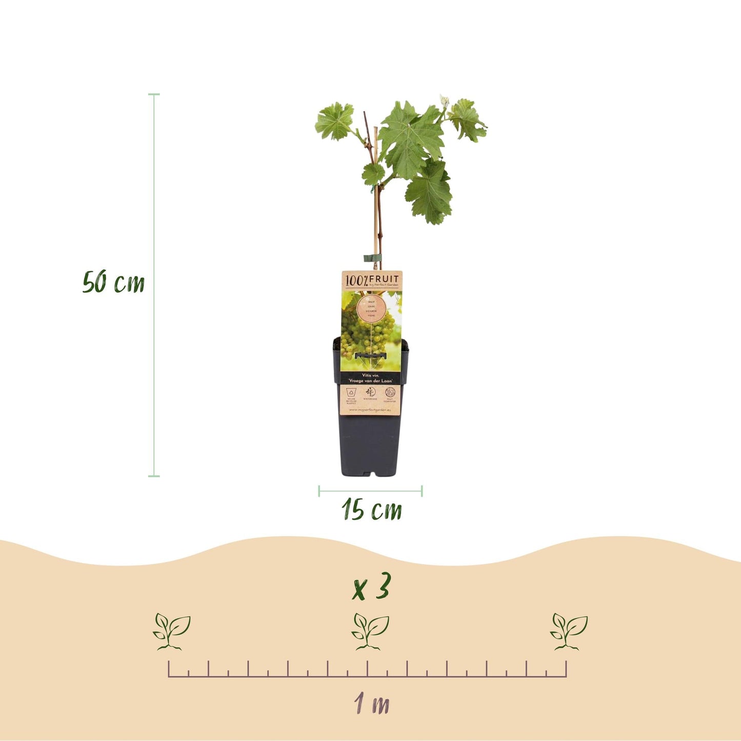 Weinrebe Vitis vinifera Frühzeit von der Laan – Weiße Traube – 2 Pflanzen – Obstpflanze – 15cm – Höhe 50cm