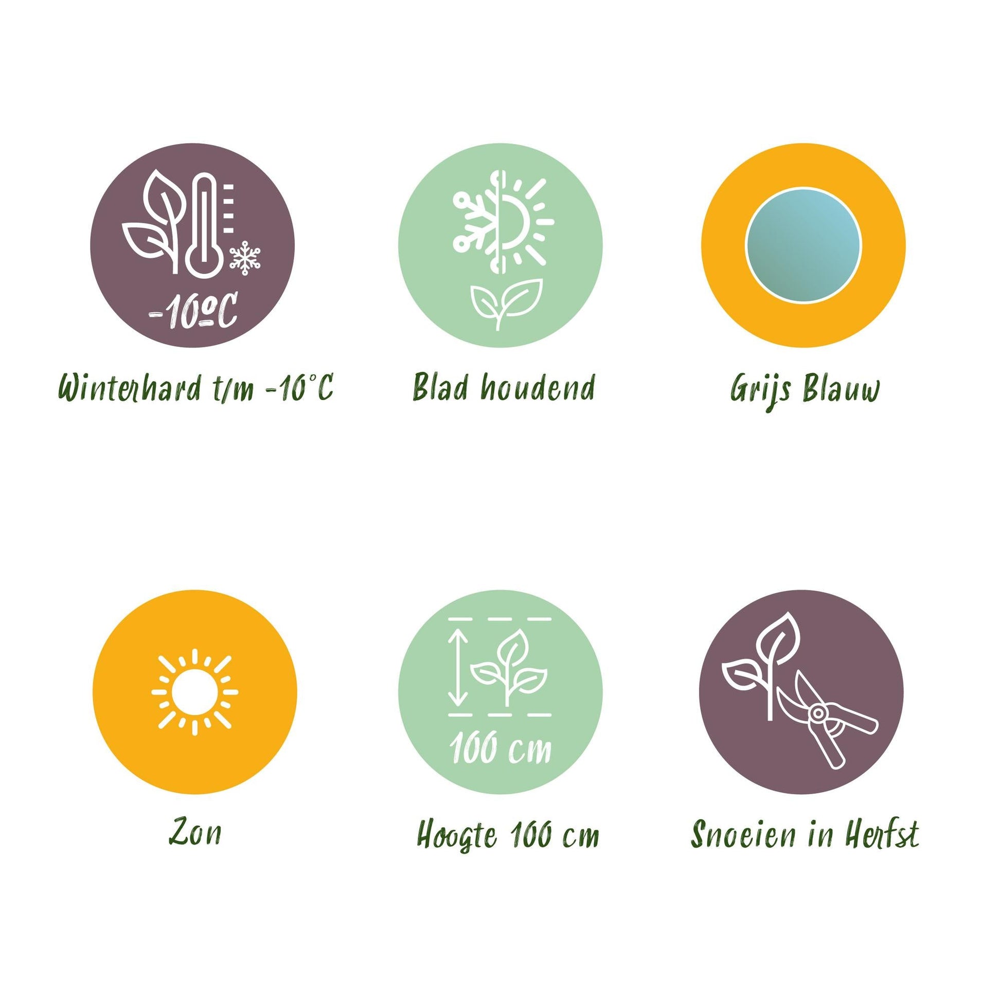 Eukalyptusbaum Eucalyptus gunnii – 2 Pflanzen – Winterhart – Topf Ø14 cm, Höhe ca. 30 cm – Duftende Terrassenpflanze – Blaugrüne Blätter – Für Garten, Balkon & Terrasse