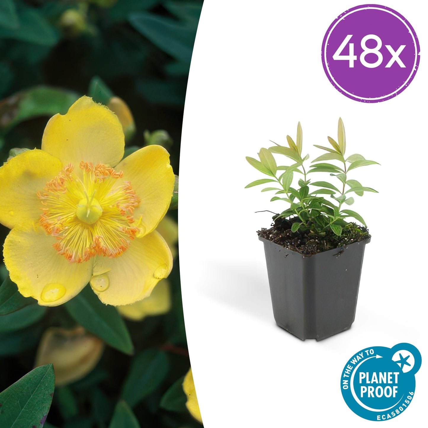 Hypericum calycinum – großblütiges Johanniskraut – 48 Pflanzen – gelb blühender Bodendecker – winterhart – Ø9cm – ↕10–25cm