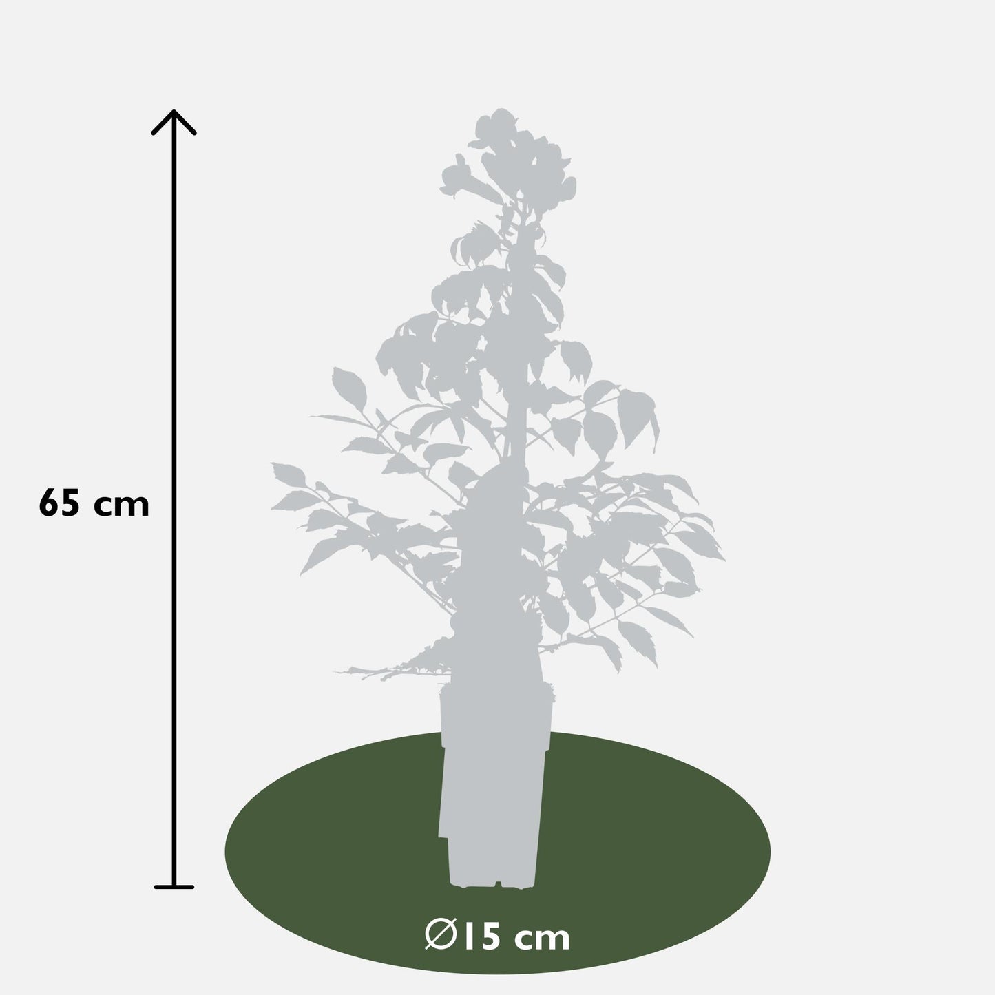 Campsis Summer Jazz 'Fire Trumpet' – Trompetenblume – Kletterpflanze – Ø15 cm – ↨65 cm – 2 Pflanzen – Rote Blüten – Selbstklimmend – Spätsommerblüher