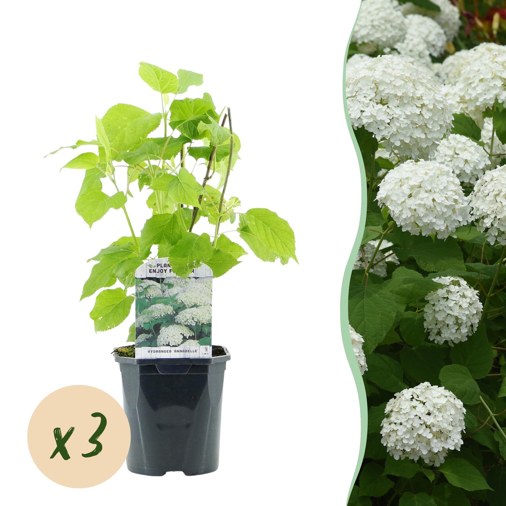 Rispenhortensie - Hydrangea arborescens Annabelle - Weiße Blüte - 3 Pflanzen - 1m2 - Laubabwerfend - Große Blüten - 17cm Höhe 50cm - Winterhart