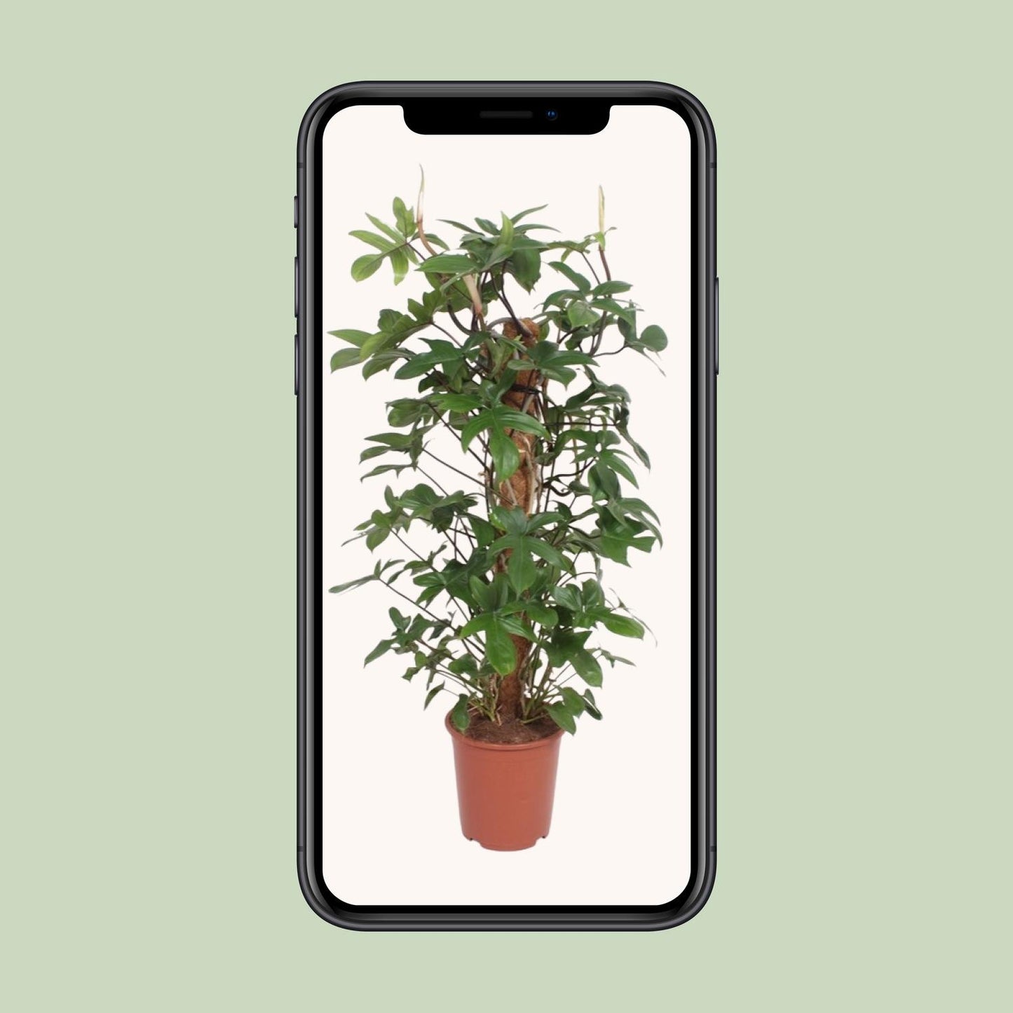 Baumfreund - Philodendron Pedatum - Zimmerpflanze - Ø27cm - ↕130cm