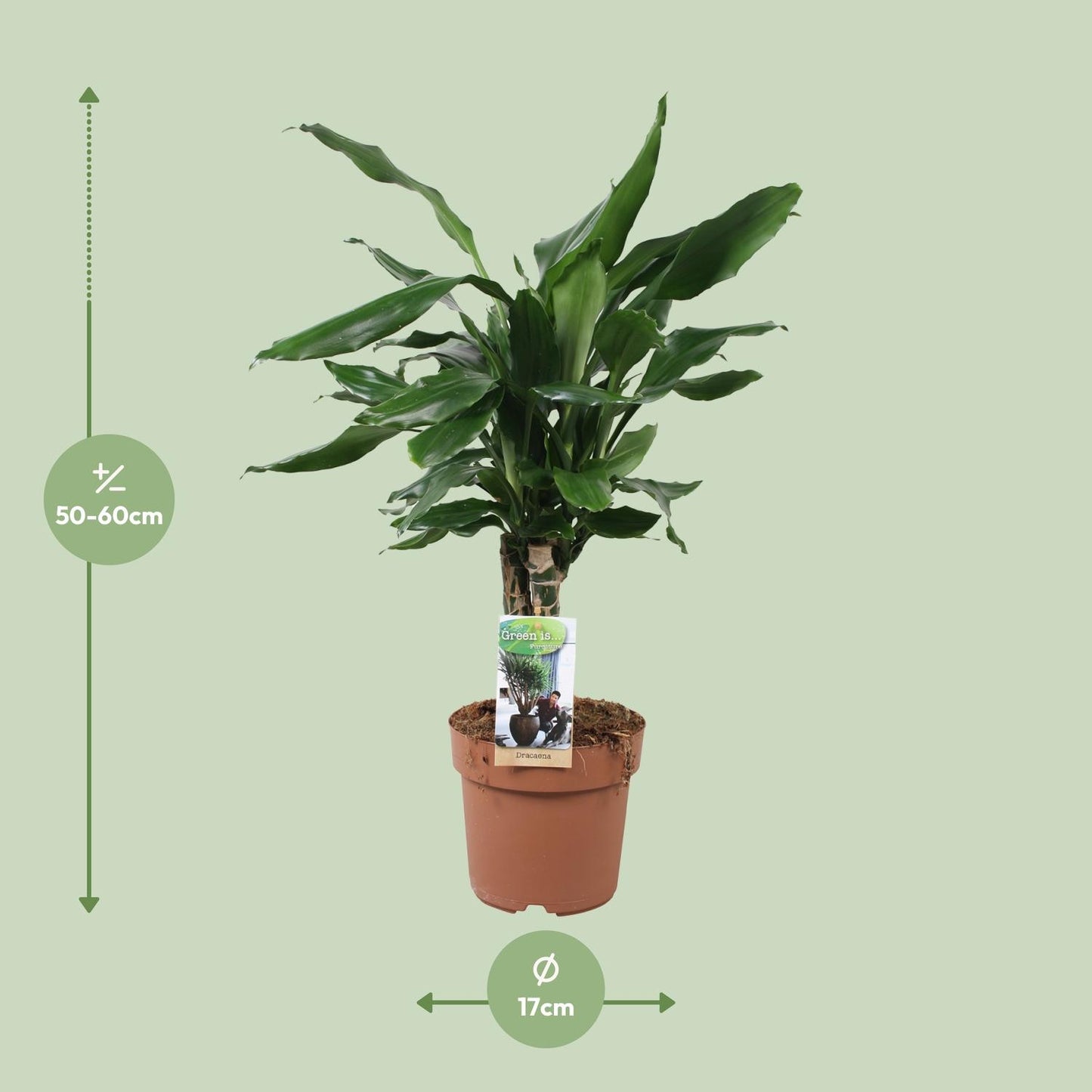 Drachenbaum - Dracaena Fagrans Steudneri Green - Zimmerpflanze - Ø17cm - ↕55cm