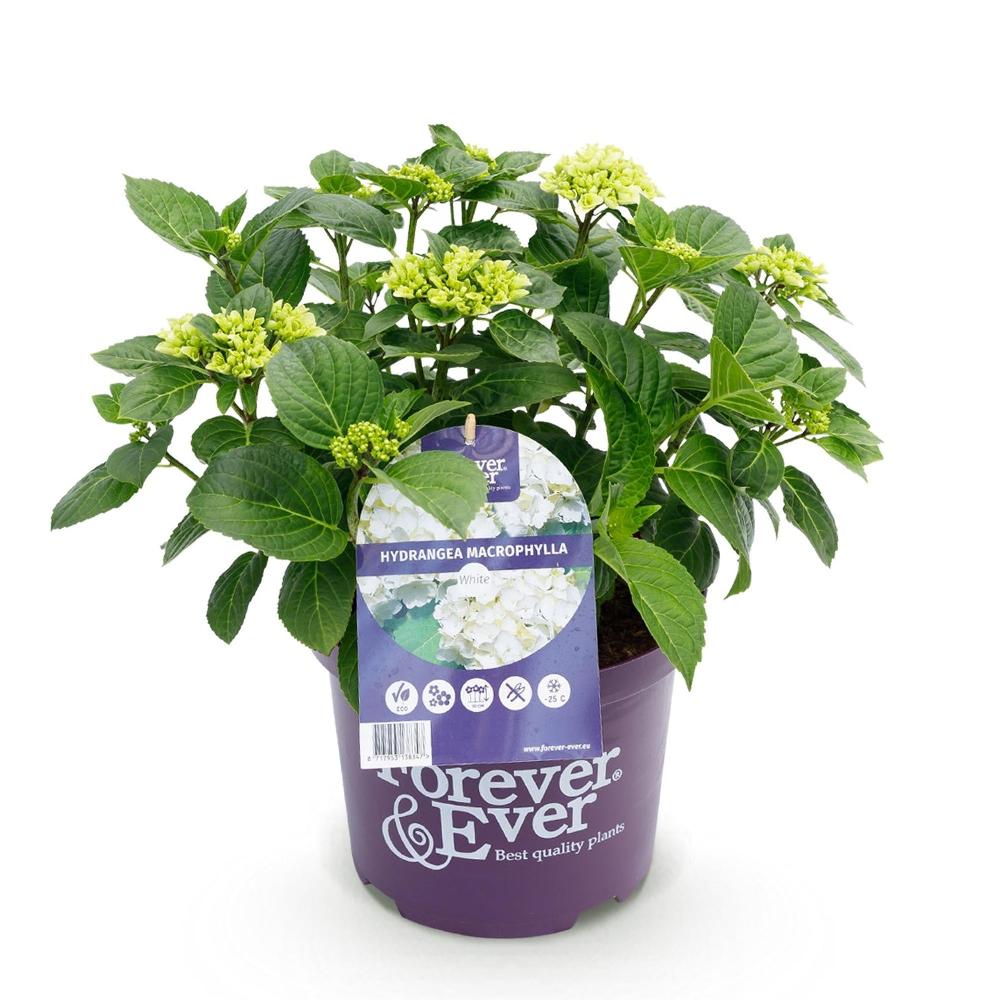 Hortensie Hydrangea macrophylla Forever & Ever Weiß – Balkonpflanze – 7-12 Blüten – Topf 23 cm – Höhe 55 cm – Pflegeleicht – Für Beet, Terrasse & Balkon