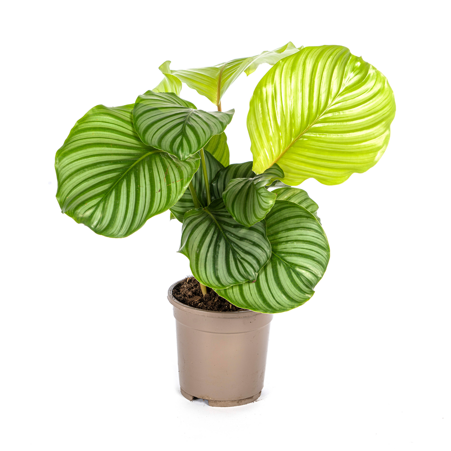 Korbmarante Calathea Orbifolia – Ø17 cm – ca. 40–50 cm hoch – Zimmerpflanze mit großen, silbrig-grünen Blättern – Für Wohnzimmer & Büro