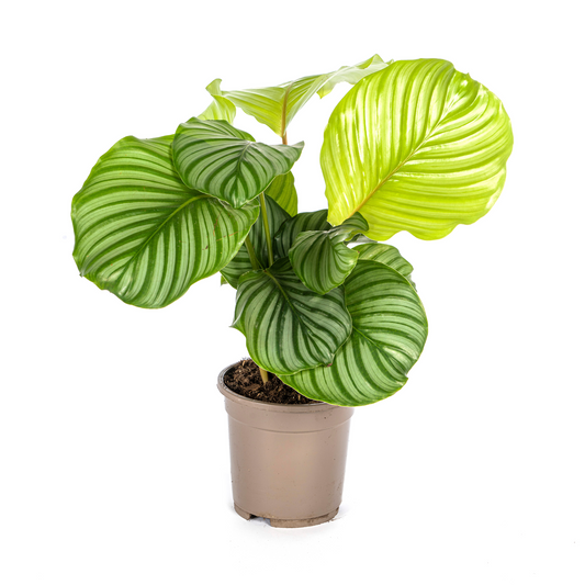 Korbmarante Calathea Orbifolia – Ø17 cm – ca. 40–50 cm hoch – Zimmerpflanze mit großen, silbrig-grünen Blättern – Für Wohnzimmer & Büro