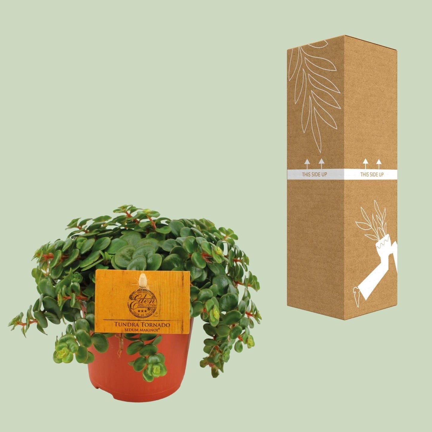 Fetthenne Sedum Tornado – Zimmerpflanze – Ø11 cm – Höhe 15 cm – Pflegeleicht – Halbschatten – Sukkulente für Zuhause