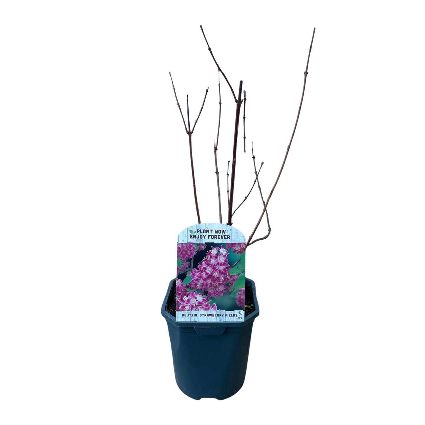 Sternchenstrauch – Deutzia hybrida Strawberry Fields – Rosa Blüten – Strauch – 17cm – Höhe 45cm – Wenig Pflege