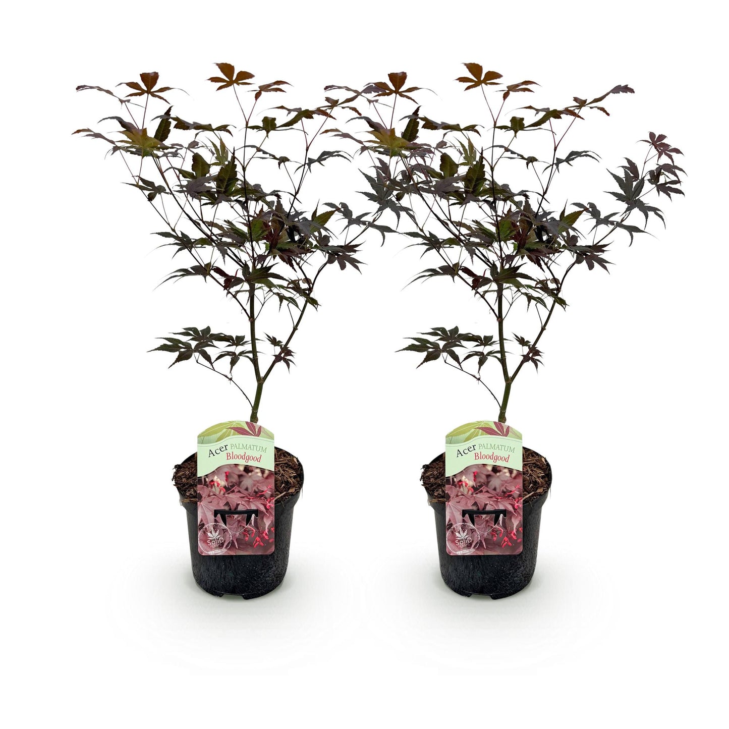 Japanischer Ahorn Acer palmatum Bloodgood – Rot – 2 Pflanzen – Laubabwerfender Zierbaum – Im 19 cm Topf – Ca. 70 cm hoch – Für Balkon, Terrasse & Beet – Auffällige rote Blätter – Pflegeleicht & elegant