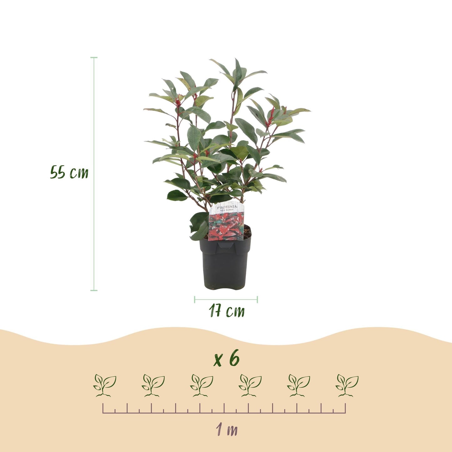 Frasers Glanzmispel - Photinia fraseri Red Robin - grün rot - 6 Pflanzen - Heckenpflanze - 1 laufender Meter - immergrün - Topf 17cm Höhe 55cm