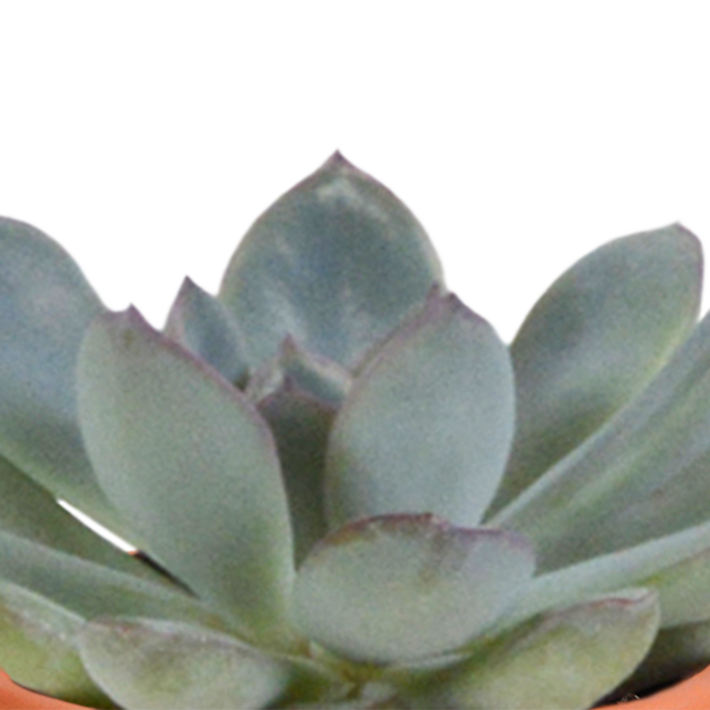 Kakteen & Sukkulenten Mischung – 15 Pflanzen 5,5 cm – Vielfältige Auswahl aus Cereus, Echeveria, Haworthia & Crassula – Hochwertige Qualität – Handbemalter mexikanischer Topf inklusive