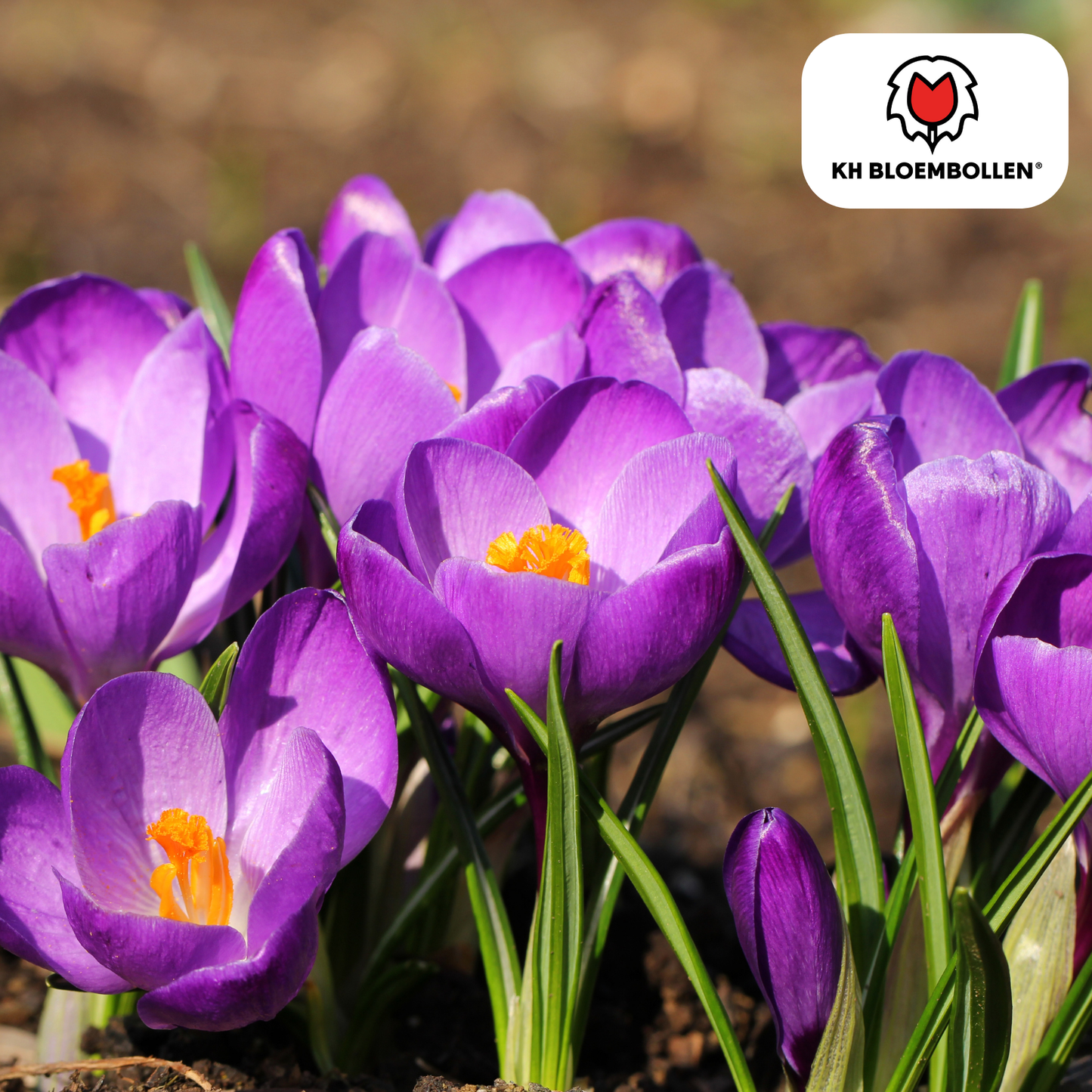 Krokus purpur – 30 Blumenzwiebeln – violette Frühlingsblüher für Beet, Rasen & Topf – mehrjährig