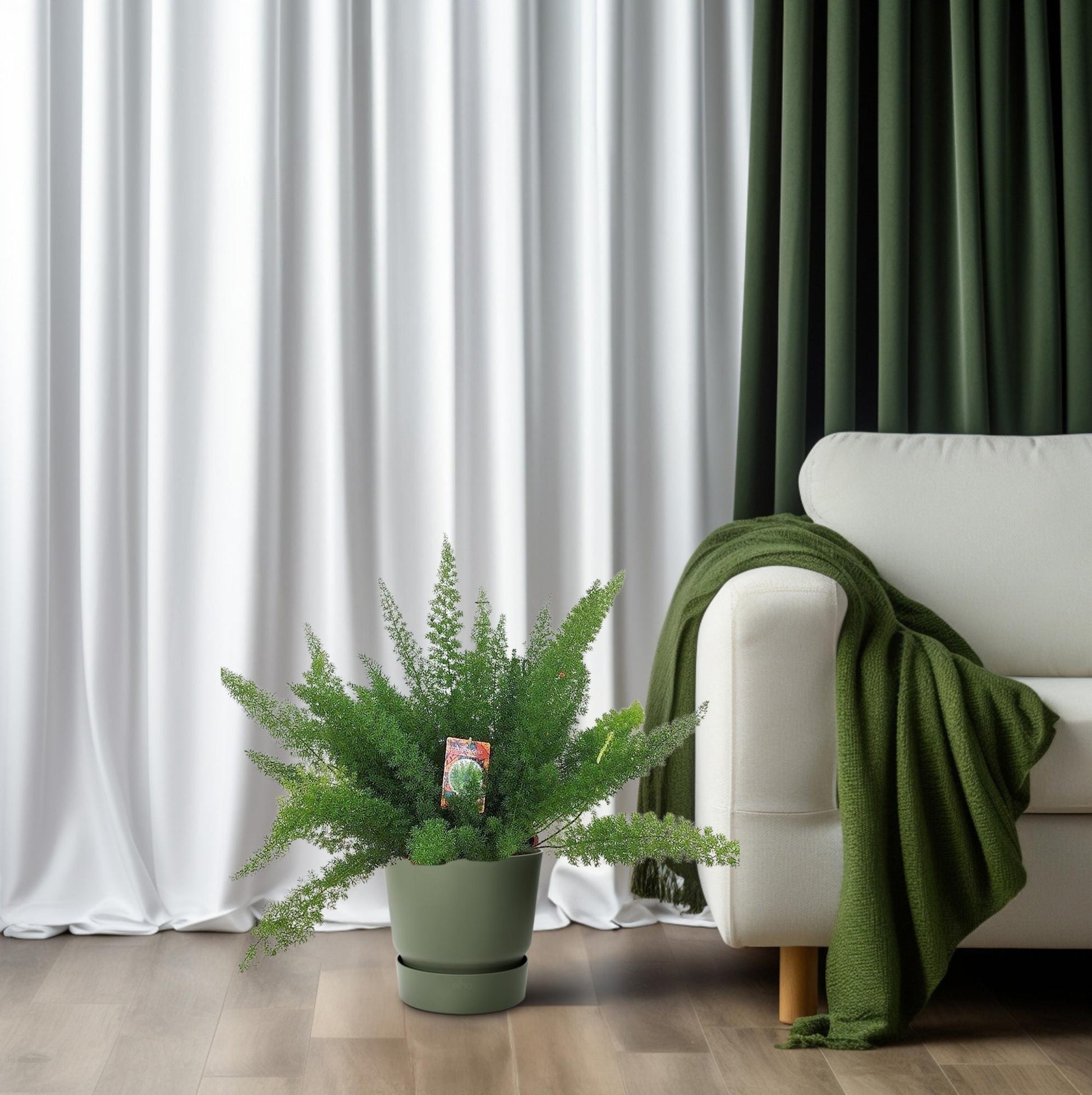 Spargelfarn – Asparagus Densiflorus 'Meyeri' –  Zimmerpflanze – Luftreinigend – Ø27cm – ↕60cm – Pflegeleicht & dekorativ – Ideal für Halbschatten