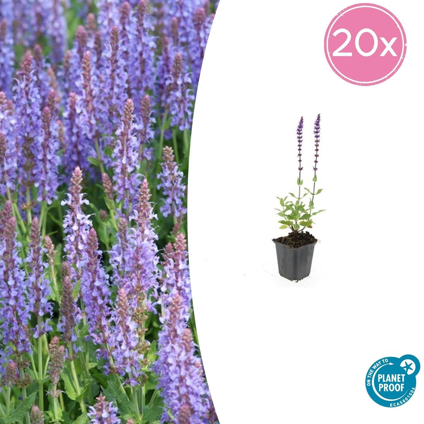 Blüten-Salbei Salvia nemorosa 'Caradonna' – ↕10-25cm – Ø9cm – 20 Pflanzen – Tiefviolette Blüten – Langblühend – Bienenfreundlich – Sonnige Beete