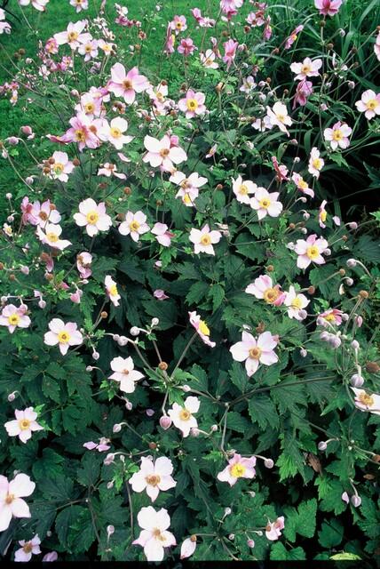 Filzige Herbst-Anemone – Anemone tom. 'Robustissima' – ↕10-25cm – Ø9cm – 6 Pflanzen – Bienenfreundliche, purpurblaue Staude für Beete & Rabatten