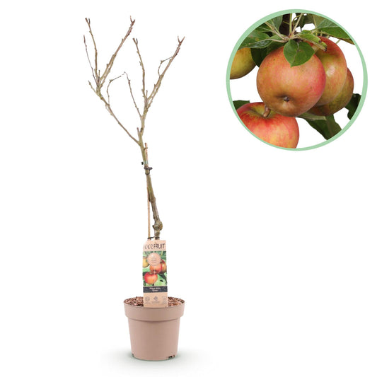 Apfelbaum – Malus domestica 'Elstar' – Rote & grüne Äpfel – Obstbaum für Garten & Balkon – Pflegeleicht – Topf Ø21 cm – Höhe ca. 90 cm