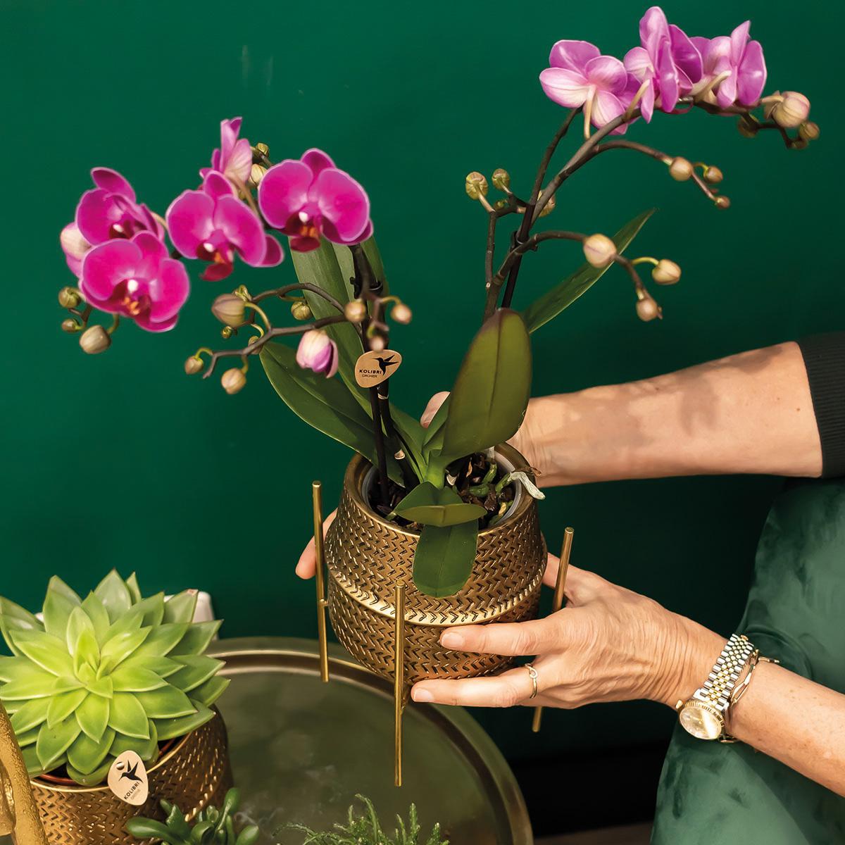 Phalaenopsis Orchidee Rosa Treviso – 4 Blütenzweige – Zimmerpflanze im goldenen Groove-Topf Ø12cm – Höhe 35cm – Exotische Blütenpracht